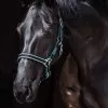 Amigo Headcollar - Black/Teal
