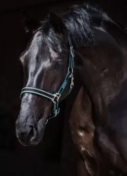 Amigo Headcollar - Black/Teal