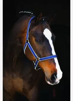 Amigo Headcollar - Navy/Silver