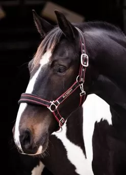 Rambo Padded Headcollar - Black/Tan/Orange