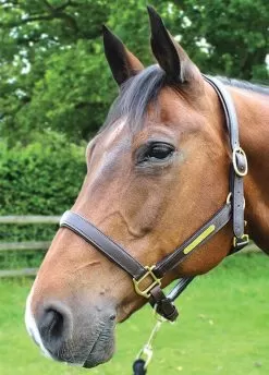 JHL Leather Headcollar - Brown