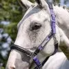 LeMieux Capella Headcollar - Bluebell