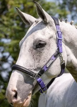 LeMieux Capella Headcollar - Bluebell