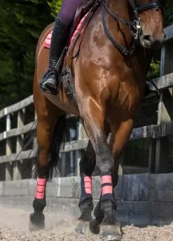 LeMieux Grafter Brushing Boots - Papaya 9 LeMieux Grafter Brushing Boots - Papaya -Equestrian Equipment Shop lemieux grafter boot papaya 5rdy