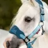 LeMieux Mini Vogue Headcollar & Leadrope - Marine