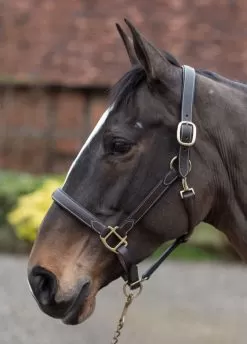 Mark Todd Leather Headcollar - Havana/White