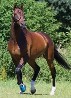 Woof Wear Medical Hoof Boot - Blue -Equestrian Equipment Shop medicalhoofbootlifestylerdy