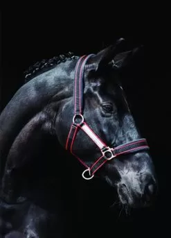 Rambo Padded Headcollar - Witney Cherry