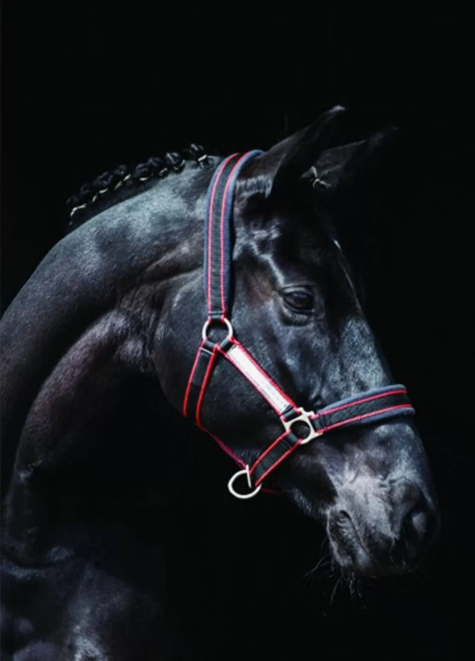 Rambo Padded Headcollar - Witney Cherry 1 Rambo Padded Headcollar - Witney Cherry