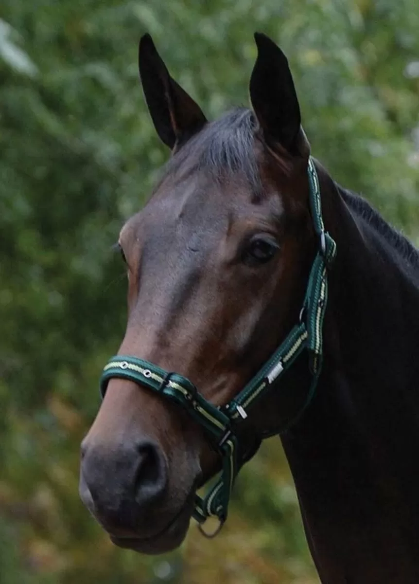 Roma Coordinate Padded Headcollar - Dark Green/Black/Green 1 Roma Coordinate Padded Headcollar - Dark Green/Black/Green
