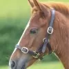 Shires GARA Adjustable Leather Headcollar - Havana