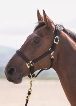 Shires Topaz Padded Headcollar - Black