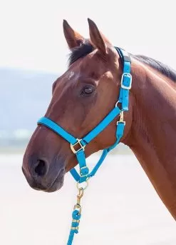 Shires Topaz Padded Headcollar - Bright Blue