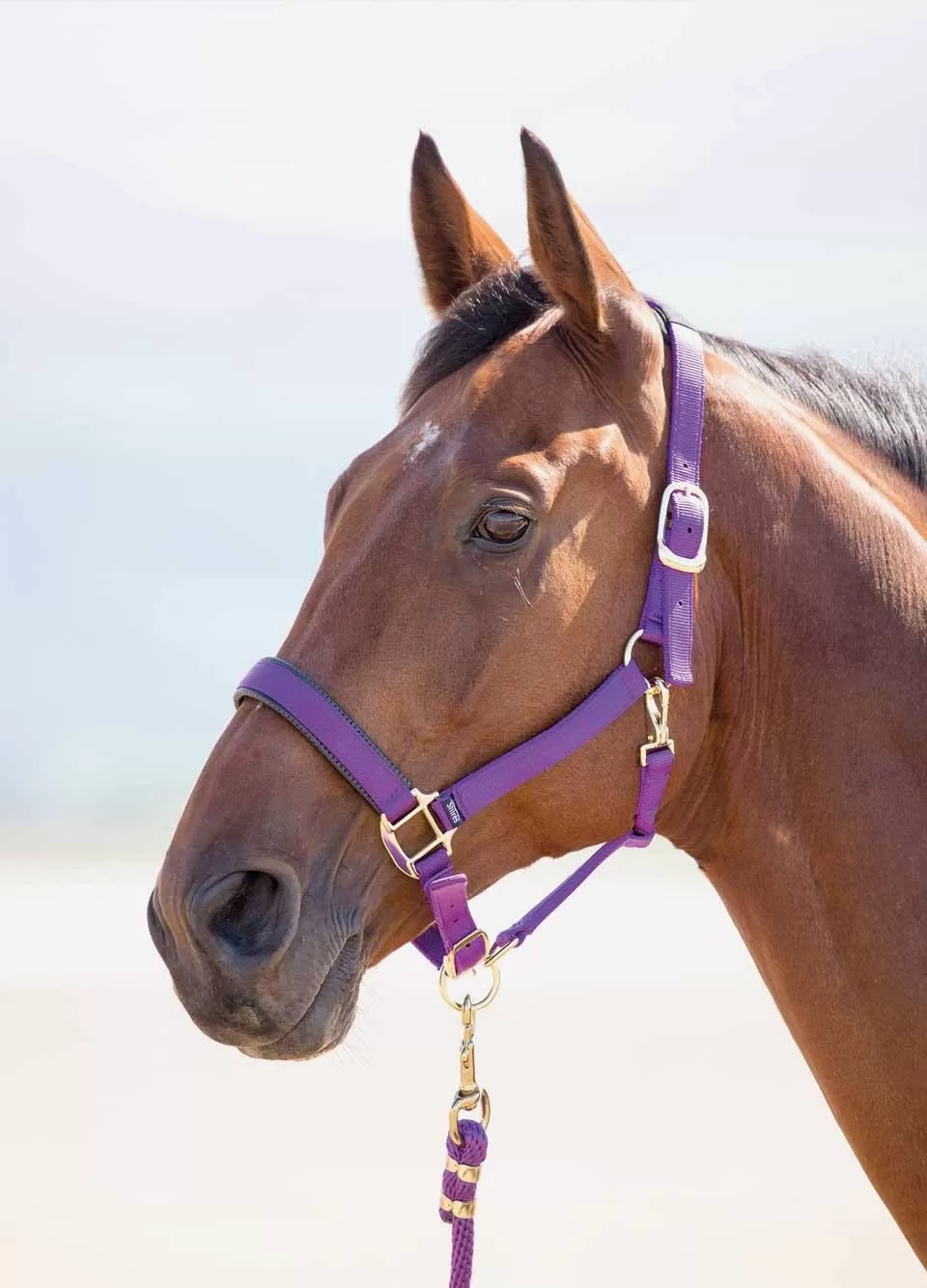 Shires Topaz Padded Headcollar - Purple 1 Shires Topaz Padded Headcollar - Purple