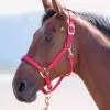 Shires Topaz Padded Headcollar - Red