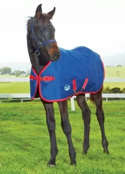 Weatherbeeta Original 1200D Foal Rug - Navy/Red/White
