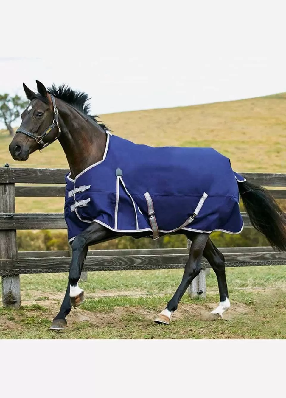 Weatherbeeta Comfitec Essential Standard Medium - Navy/Silver/Red 1 Weatherbeeta Comfitec Essential Standard Medium - Navy/Silver/Red